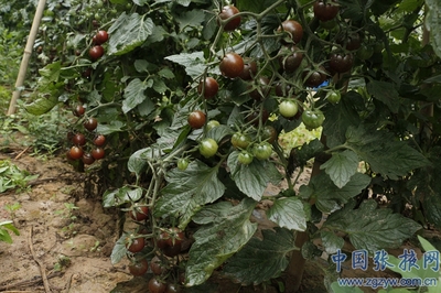 沙漠黑番茄 助推张掖戈壁农业产业再升级